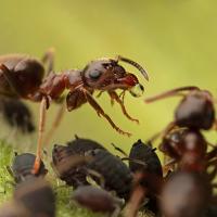 Black Ant with Aphids 6 